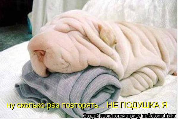ну сколько раз повторять... НЕ ПОДУШКА Я... Котоматрица: ну сколько раз повторять... НЕ ПОДУШКА Я