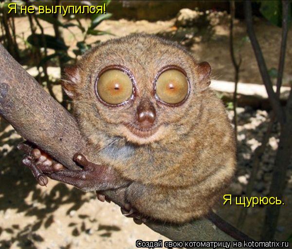 Я не вылупился! Я щурюсь.... Котоматрица: Я не вылупился! Я щурюсь.