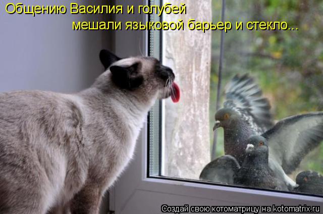 Общению Василия и голубей мешали языковой барьер и стекло...... Котоматрица: Общению Василия и голубей мешали языковой барьер и стекло...