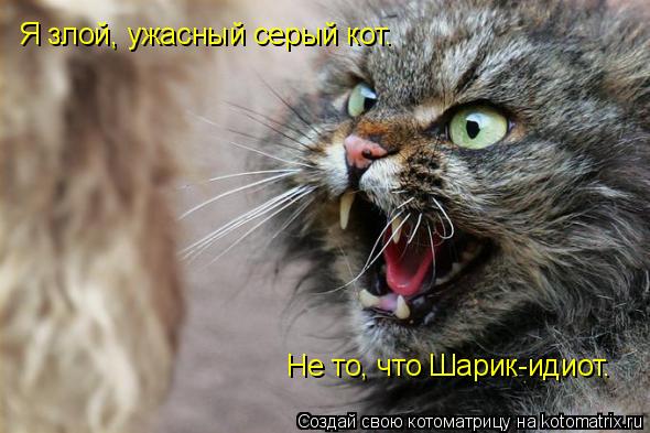 Я злой, ужасный серый кот. Не то, что Шарик-идиот.... Котоматрица: Я злой, ужасный серый кот. Не то, что Шарик-идиот.
