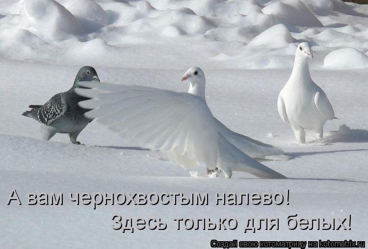 А вам чернохвостым налево! Здесь только для белых!... Котоматрица: А вам чернохвостым налево! Здесь только для белых!