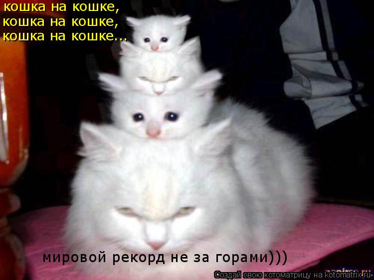 кошка на кошке, кошка на кошке, кошка на кошке... мировой рекорд не за горами)))... Котоматрица: кошка на кошке, кошка на кошке, кошка на кошке... мировой рекорд не за горами)))