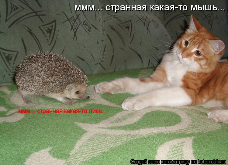 ммм... странная какая-то мышь... ммм... странная какая-то лиса...... Котоматрица: ммм... странная какая-то мышь... ммм... странная какая-то лиса...