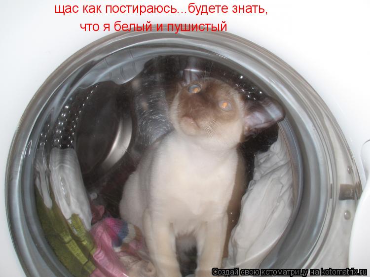 щас как постираюсь...будете знать, что я белый и пушистый... Котоматрица: щас как постираюсь...будете знать, что я белый и пушистый