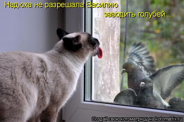 Надюха не разрешала Василию заводить голубей...... Котоматрица: Надюха не разрешала Василию заводить голубей...