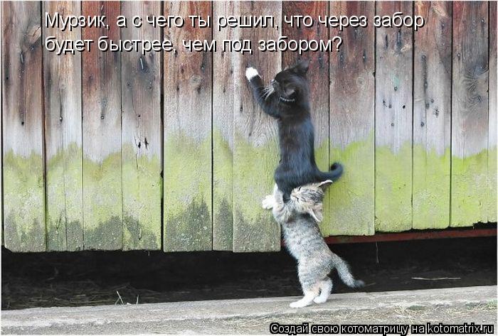 Мурзик, а с чего ты решил, что через забор будет быстрее, чем под забором?... Котоматрица: Мурзик, а с чего ты решил, что через забор будет быстрее, чем под забором?