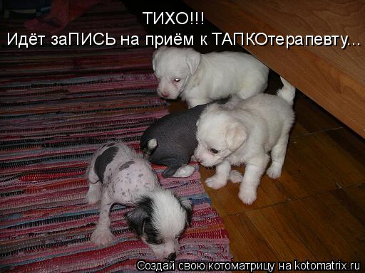 Идёт заПИСЬ на приём к ТАПКОтерапевту... ТИХО!!!... Котоматрица: Идёт заПИСЬ на приём к ТАПКОтерапевту... ТИХО!!!