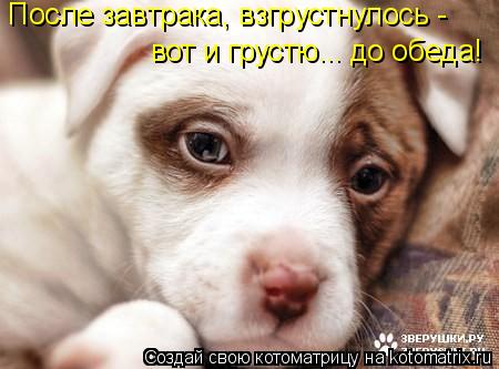 После завтрака, взгрустнулось - вот и грустю... до обеда!... Котоматрица: После завтрака, взгрустнулось - вот и грустю... до обеда!