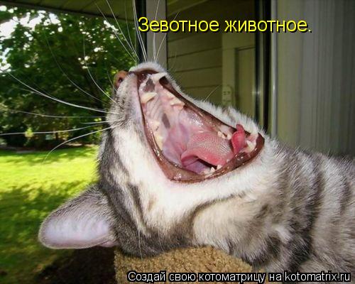 Зевотное животное.... Котоматрица: Зевотное животное.