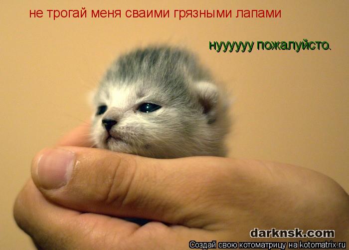 не трогай меня сваими грязными лапами нуууууу пожалуйсто.... Котоматрица: не трогай меня сваими грязными лапами нуууууу пожалуйсто.