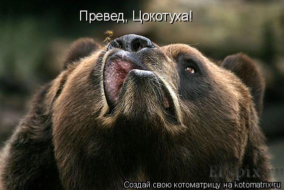 Превед, Цокотуха!... Котоматрица: Превед, Цокотуха!