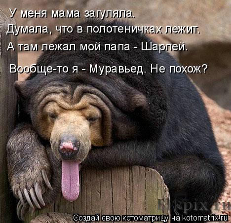 У меня мама загуляла. Думала, что в полотеничках лежит. А там лежал мой папа - Шарпей. Вообще-то я - ... Котоматрица: У меня мама загуляла. Думала, что в полотеничках лежит. А там лежал мой папа - Шарпей. Вообще-то я - Муравьед. Не похож?