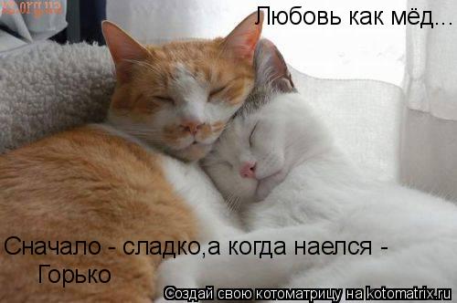 Любовь как мёд... Сначало - сладко,а когда наелся - Горько... Котоматрица: Любовь как мёд... Сначало - сладко,а когда наелся - Горько