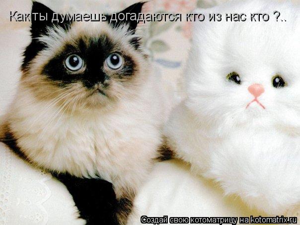 Как ты думаешь догадаются кто из нас кто ?..... Котоматрица: Как ты думаешь догадаются кто из нас кто ?..
