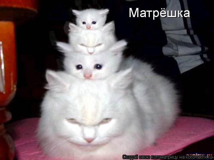 Матрёшка... Котоматрица: Матрёшка
