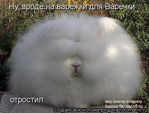 Ну вроде на варежки для Варечки отросстил Ну, вроде на варежки для Варечки отростил... Котоматрица: Ну вроде на варежки для Варечки отросстил Ну, вроде на варежки для Варечки отростил