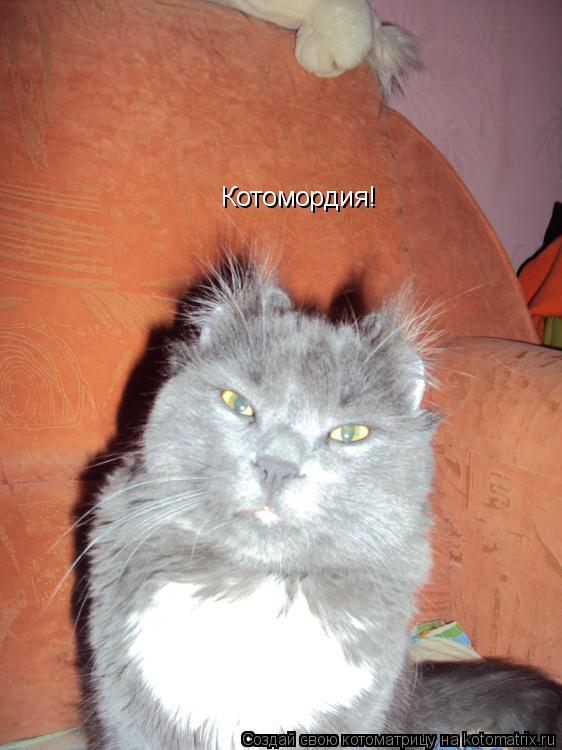 Котомордия!... Котоматрица: Котомордия!