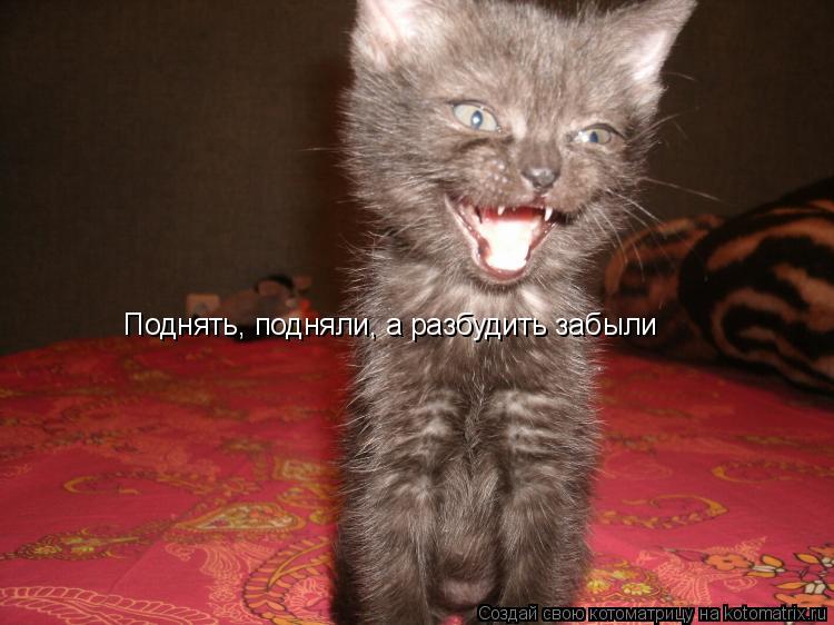 Поднять, подняли, а разбудить забыли... Котоматрица: Поднять, подняли, а разбудить забыли