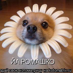 ЙA РОМАШКО... Котоматрица: ЙA РОМАШКО