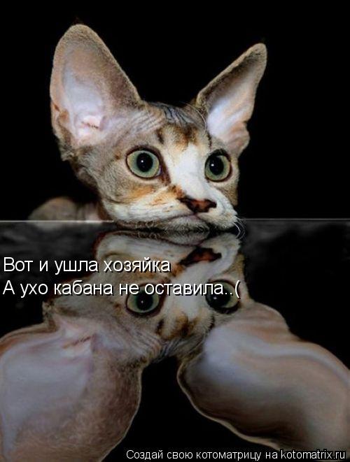 Вот и ушла хозяйка А ухо кабана не оставила..(... Котоматрица: Вот и ушла хозяйка А ухо кабана не оставила..(