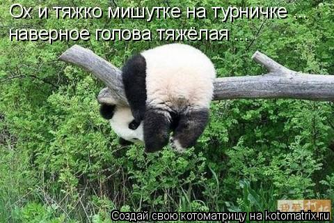 Ох и тяжко мишутке на турничке ... наверное голова тяжёлая ...... Котоматрица: Ох и тяжко мишутке на турничке ... наверное голова тяжёлая ...