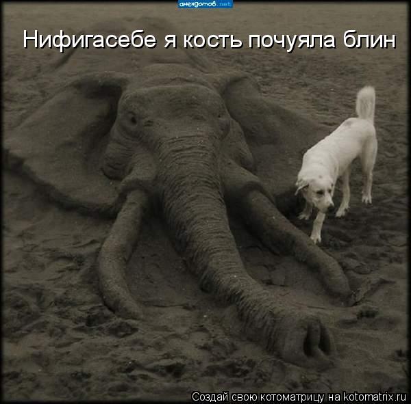 Нифигасебе я кость почуяла блин... Котоматрица: Нифигасебе я кость почуяла блин
