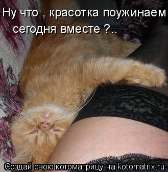 Ну что , красотка поужинаем сегодня вместе ?..... Котоматрица: Ну что , красотка поужинаем сегодня вместе ?..
