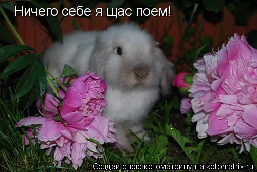 Ничего себе я щас поем!... Котоматрица: Ничего себе я щас поем!