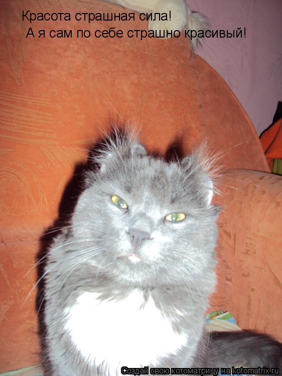 Красота страшная сила! А я сам по себе страшно красивый!... Котоматрица: Красота страшная сила! А я сам по себе страшно красивый!
