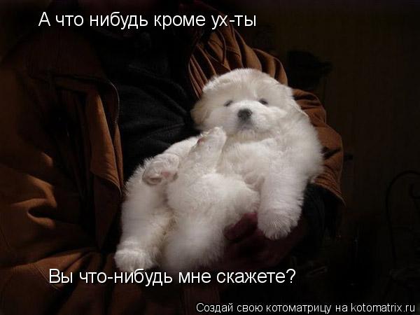 А что нибудь кроме ух-ты Вы что-нибудь мне скажете?... Котоматрица: А что нибудь кроме ух-ты Вы что-нибудь мне скажете?