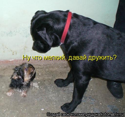 Ну что мелкий, давай дружить?... Котоматрица: Ну что мелкий, давай дружить?