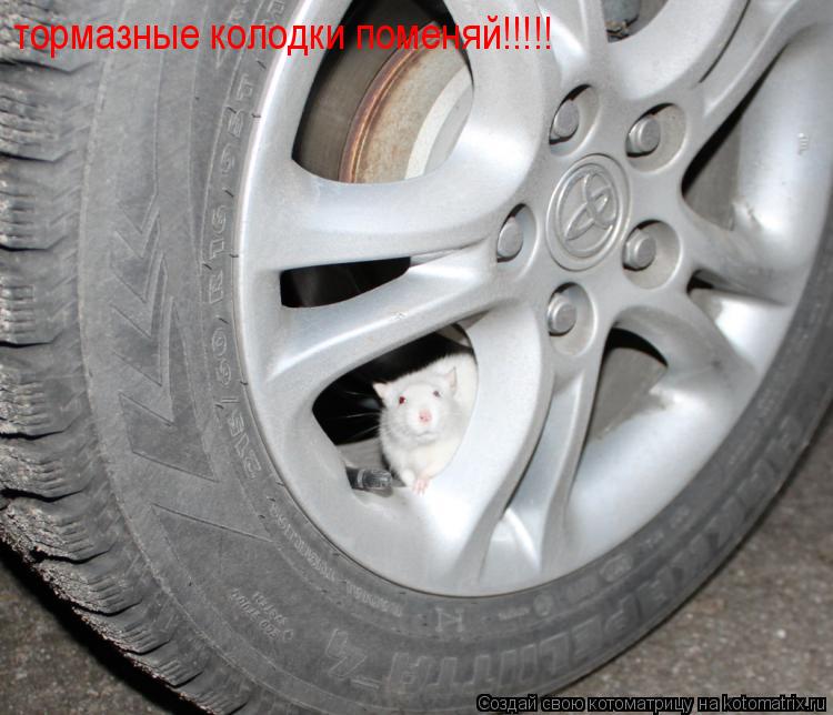 тормазные колодки поменяй!!!!!... Котоматрица: тормазные колодки поменяй!!!!!