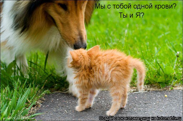 Мы с тобой одной крови? Ты и Я?... Котоматрица: Мы с тобой одной крови? Ты и Я?