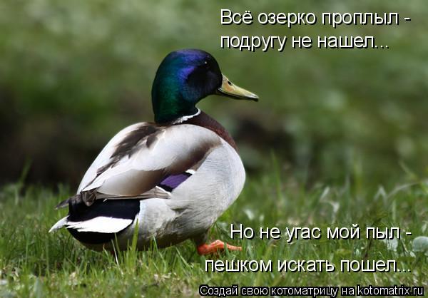 Котоматрица: Всё озерко проплыл - подругу не нашел... Но не угас мой пыл - пешком искать пошел...