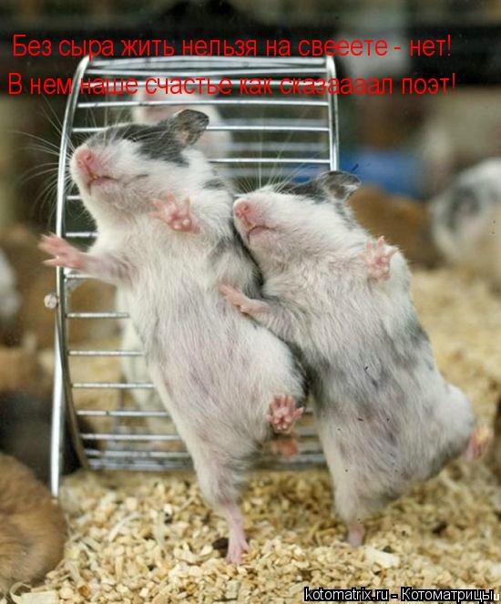 Без сыра жить нельзя на свееете - нет! В нем наше счастье как сказаааал поэт!... Котоматрица: Без сыра жить нельзя на свееете - нет! В нем наше счастье как сказаааал поэт!