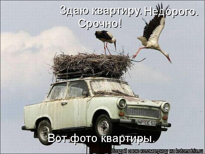 Здаю квартиру. Срочно! Недорого. Вот фото квартиры.... Котоматрица: Здаю квартиру. Срочно! Недорого. Вот фото квартиры.