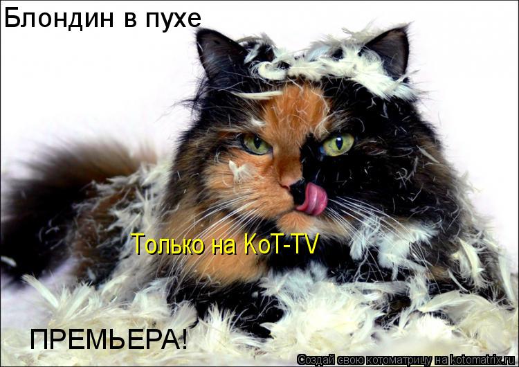 Блондин в пухе ПРЕМЬЕРА! Только на KoT-TV... Котоматрица: Блондин в пухе ПРЕМЬЕРА! Только на KoT-TV