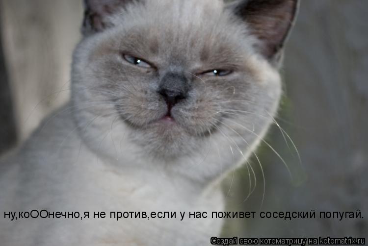 ну,коООнечно,я не против,если у нас поживет соседский попугай.... Котоматрица: ну,коООнечно,я не против,если у нас поживет соседский попугай.