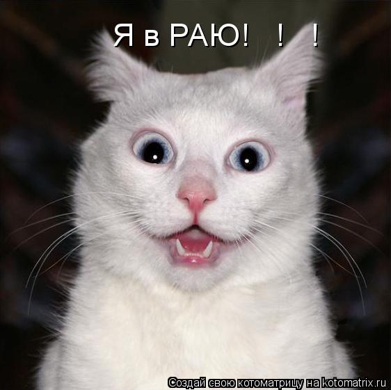 Я в РАЮ! ! !... Котоматрица: Я в РАЮ! ! !
