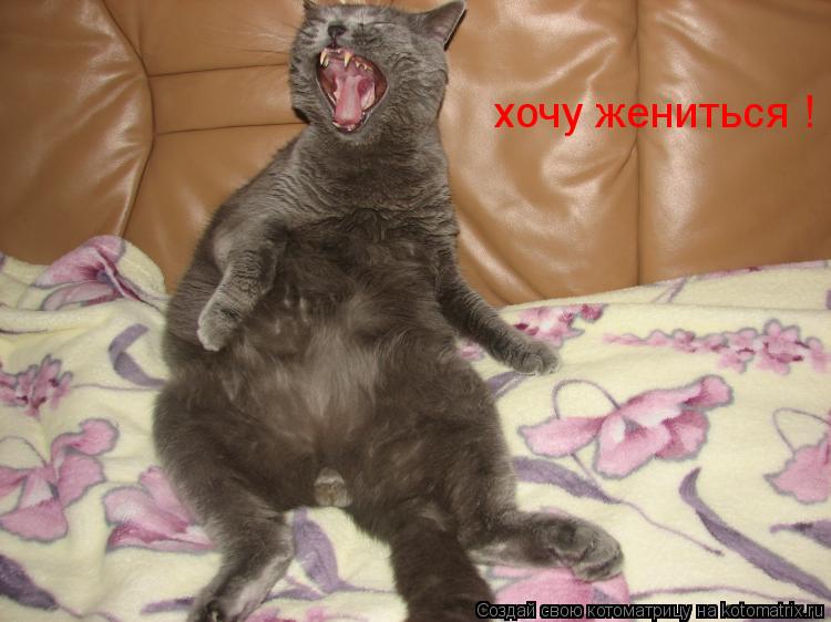 хочу жениться !... Котоматрица: хочу жениться !