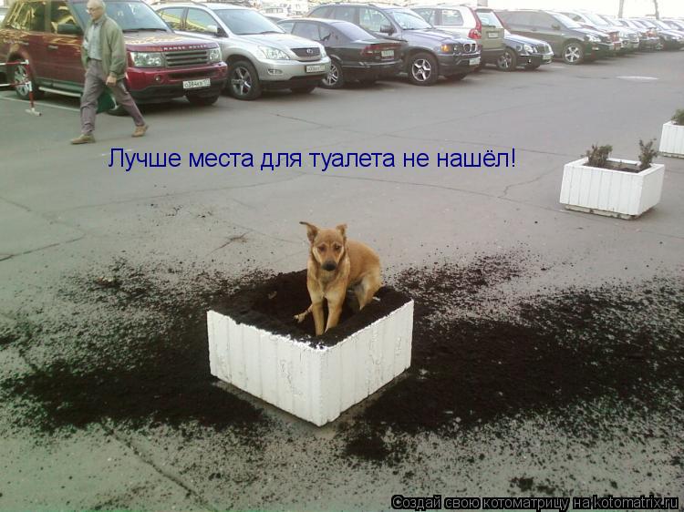 Лучше места для туалета не нашёл!... Котоматрица: Лучше места для туалета не нашёл!