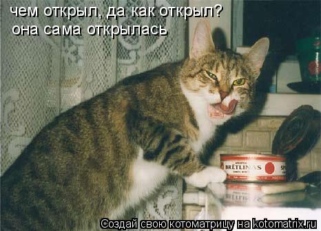 чем открыл, да как открыл? она сама открылась... Котоматрица: чем открыл, да как открыл? она сама открылась