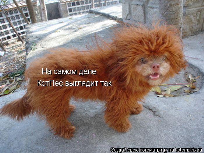 На самом деле КотПес выглядит так... Котоматрица: На самом деле КотПес выглядит так