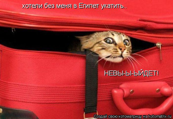 хотели без меня в Египет укатить.. НЕВЫ-Ы-ЫЙДЕТ!... Котоматрица: хотели без меня в Египет укатить.. НЕВЫ-Ы-ЫЙДЕТ!