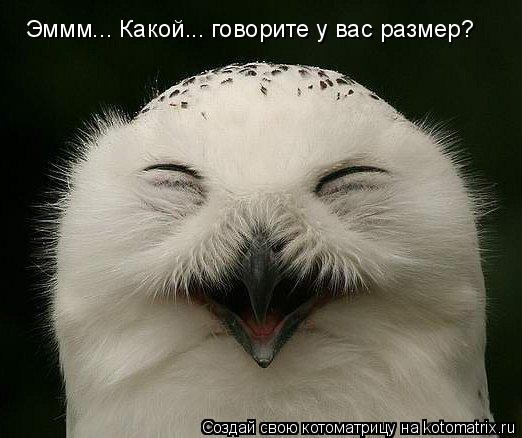 Эммм... Какой... говорите у вас размер?... Котоматрица: Эммм... Какой... говорите у вас размер?