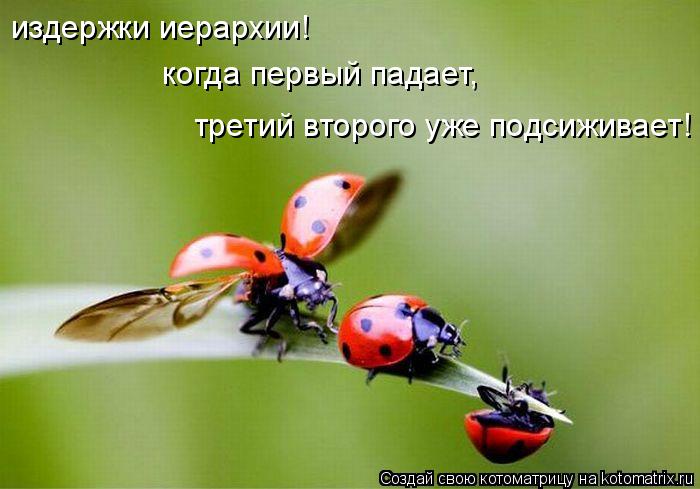 Котоматрица: издержки иерархии! когда первый падает,  третий второго уже подсиживает!
