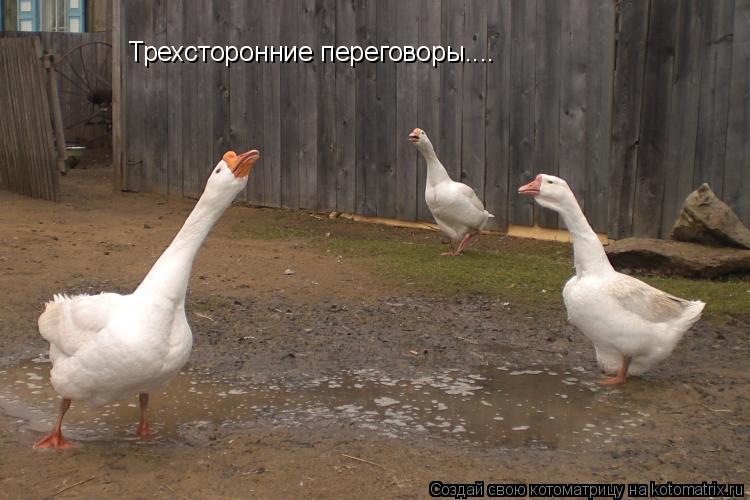 Трехсторонние переговоры....... Котоматрица: Трехсторонние переговоры....