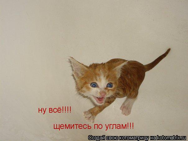ну всё!!!! щемитесь по углам!!!... Котоматрица: ну всё!!!! щемитесь по углам!!!
