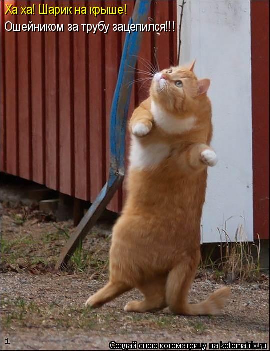 Ха ха! Шарик на крыше! Ошейником за трубу зацепился!!!... Котоматрица: Ха ха! Шарик на крыше! Ошейником за трубу зацепился!!!