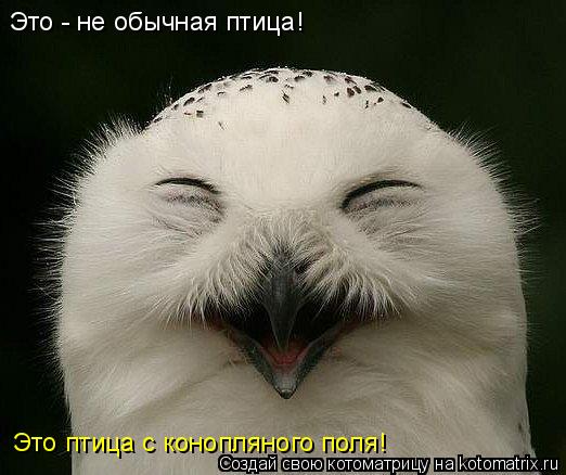 Это - не обычная птица! Это птица с конопляного поля!... Котоматрица: Это - не обычная птица! Это птица с конопляного поля!